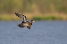 Die Schnatterente am Morgen...