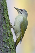 Grauspecht - Picus canus