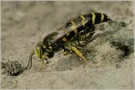 Grabende Kreiselwespe  (Bembix rostrata)