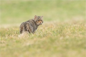 Endlich wieder eine Wildkatze!