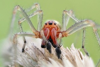 Ammen-Dornfinger ♂