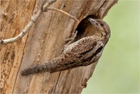 „Mit vollem Schnabel“