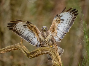 Spread your Wings and fly away....