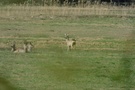 Rehwild an der B111