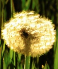 Pusteblume im Sonnenlicht