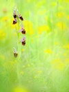 Hummel-Ragwurz (Ophrys fuciflora)