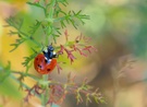 Marienkäfer auf Wildem Fenchel