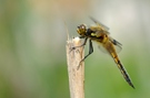 Vierfleck Libelle