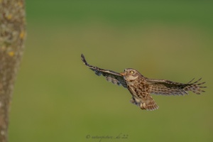 Eiliger Futtertransporter