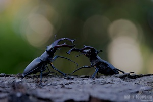 Auf dem Turnierplatz...