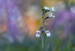 Im Orchideenwald ...,