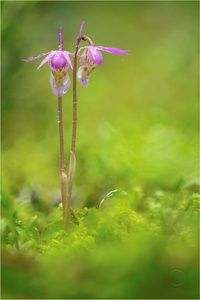 Aufforderung zum Tanz