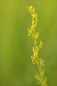 Sumpf-Weichkraut (Hammarbya paludosa)