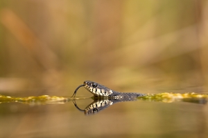 Kalenderbild vom September