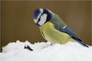 Blaumeise (Cyanistes caeruleus)