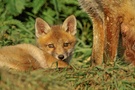 Rotfuchswelpe