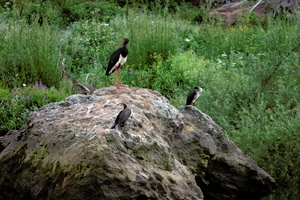 Drei auf einen Streich