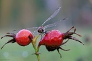 ...geflügelte Hagebutten...