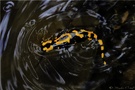 Feuersalamander (Salamandra salamandra)