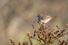 Blaukehlchen auf Sanddorn