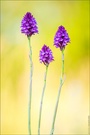 Pyramidenorchis