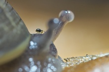 Yippie, und ab geht die Schneckenpost