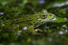 Ein Fröschlein
