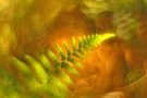 Farn im herbstlichen Wald