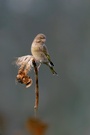 Vögel im Sonnenblumenfeld: 6. Grünfink
