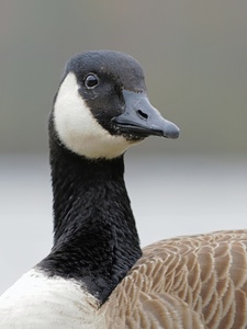 Kanadagans (branta canadensis)