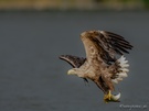 Erfolgreicher Seeadler