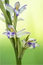 Violetter Dingel (Limodorum abortivum)