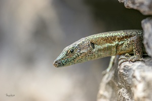 Madeira-Mauereidechse