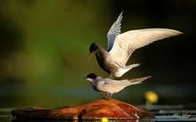 Familienplanung läuft...