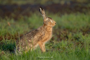Strahlender Feldhase