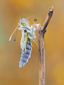 Noch ein Bild vom Aurorafalter Schlupf