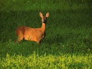 Reh im Abendlicht [ND] [EBV]