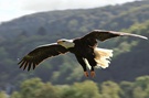 Weißkopfseeadler