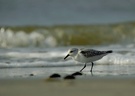 Sanderling ND/EBV