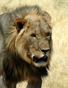 Löwe/Etosha