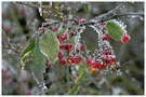 Frost in der Hecke