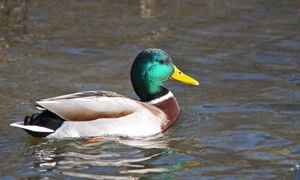 Ein Stockenten-Erpel kommt nicht selten.....