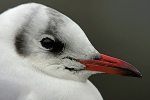 Lachmöwenportrait und erstes Testfoto mit Novoflex