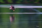 Seeadler beim Fischen