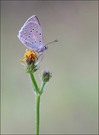 *Zahnflügel-Bläuling*