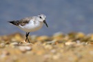Sanderling