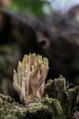 Korallenpilz