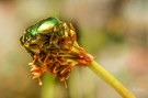 Goldglänzender Rosenkäfer am Teich
