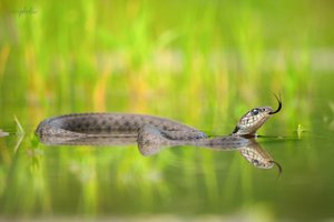 Pirschgang im Sommer