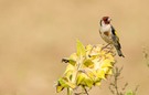 Stieglitz/Distelfink im Sonnenblumenfeld